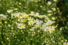  Blossoming daisies charm Hanoians