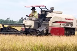 Vietnam sees bright prospects for rice exports