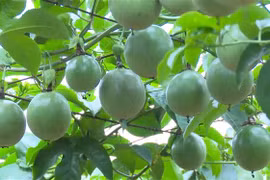 Moc Chau promotes farm produce export