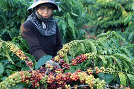 Vietnam boosts production of speciality coffee 