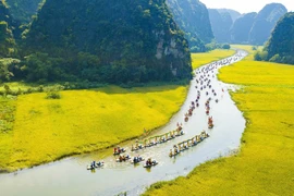 Alluring Tam Coc in ripe rice season