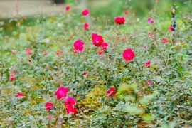 Biggest rose garden lures visitors 