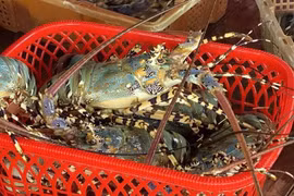 Vietnamese lobster - Illustrative image (Photo: VNA)