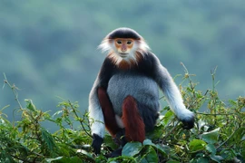 An individual red-shanked douc langurs (Pygathrix nemaeus), an endangered primates species, is found living in the Son Tra Nature Reserve in Da Nang city. (Photo courtesy of Bui Van Tuan)