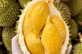 Vietnam earns more than 1.3 billion USD from shipping durian abroad in the first six months of 2024 (Photo: baocongthuong.vn)
