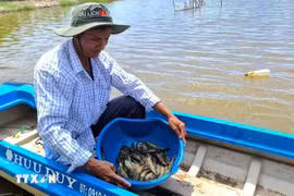 Rice-shrimp cultivation area of Thoi Binh district, Ca Mau province receives Best Aquaculture Practices (BAP) certification of the Global Aquaculture Alliance (Photo: VNA)