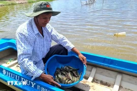 Rice-shrimp cultivation area of Thoi Binh district, Ca Mau province receives Best Aquaculture Practices (BAP) certification of the Global Aquaculture Alliance (Photo: VNA)