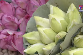 West lake lotus tea – a quintessence of Hanoians