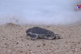 Ninh Thuan works to protect sea turtles