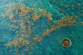 Seaweed harvest underway in Quang Ngai