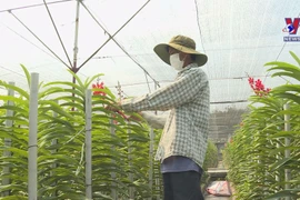 HCM City restructures urban agriculture