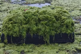 Ninh Thuan fishermen enjoy bumper seaweed harvest