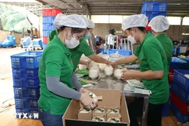 Fresh coconut packaging for export at Mekong Fruit Co., Ltd., located in Huu Dinh commune, Chau Thanh district, Ben Tre province. (Photo: VNA)