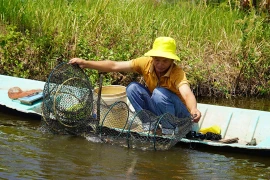 A farmer harvesting shrimp and crabs in the Mekong Delta province of Kien Giang. (Photo: VNA)