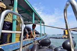 A fisherman gathers buoys for oyster farming after the storm. The Government has asked the State Bank of Vietnam to develop new credit programmes with appropriate preferential interest rates for customers to restore production and business after storm Yagi. (Photo: VNA)