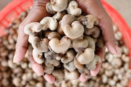 Cambodia focuses on promoting cashew exports