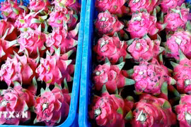  Vietnamese red-flesh dragon fruit. (Photo: VNA)