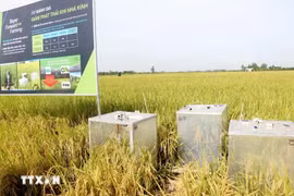 Devices to gauge greenhouse gas emission in an organic rice farming model in Can Tho (Photo: VNA)