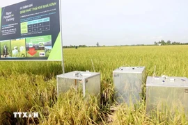 Devices to gauge greenhouse gas emission in an organic rice farming model in Can Tho (Photo: VNA)