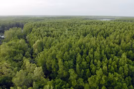 Mangrove forests provide important blue carbon benefits 