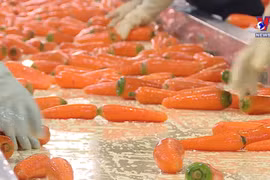 Fruit-veggie exports to set new records in 2023