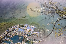 Activities planned for Ban Flower Festival 2024