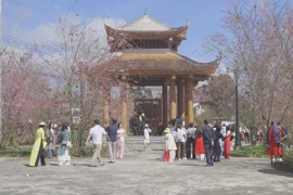 Mang Den aiming for 1 million cherry blossom trees