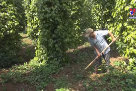 Two-month peppercorn export drops in volume, rises in value
