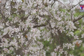 Ban flowers in the mountains of Dien Bien leave visitors in awe