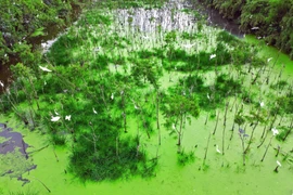 Ca Mau - Land of promising destinations