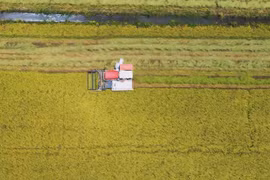 Good signs for Vietnam's rice exports