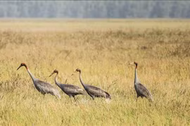 Vietnam works to prevent biodiversity degradation
