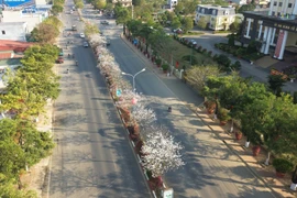 Ban flowers in full bloom in mountainous Son La province