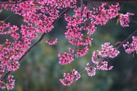 Wild peach blossoms and aspirations of Mong ethnic people