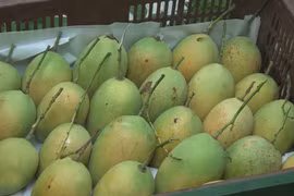 Vietnam 13th largest mango supplier for US