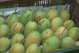 Vietnam 13th largest mango supplier for US