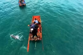 Dolphins, whales spotted multiple times around Co To island