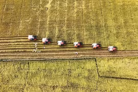 Rice exports gross nearly 1.4 billion USD in Q1
