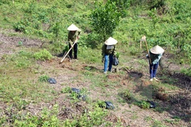 Thua Thien – Hue develops sustainable afforestation