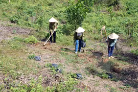 Thua Thien – Hue develops sustainable afforestation