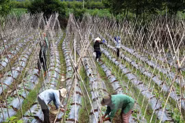 Network formed to link agricultural development partners