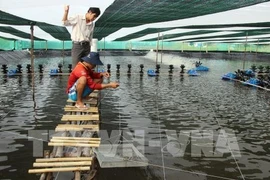 Ca Mau dense shrimp farming area expanded 