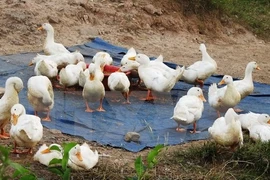 Nghe An province takes action to curb avian flu