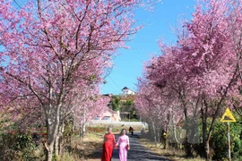 Cherry blossom festival in Da Lat cancelled 