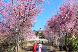 Cherry blossom festival in Da Lat cancelled 