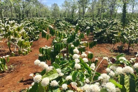 New coffee project to benefit 15,000 farmers