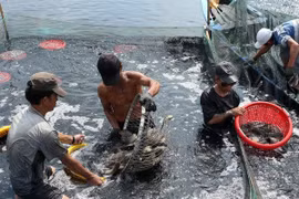 Use of Industry 4.0 technologies in aquaculture discussed
