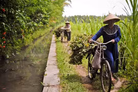 ADB helps Indonesia strengthen food security with 600 million USD loan