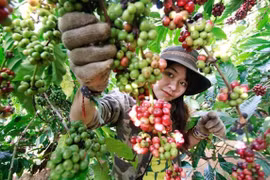 First Vietnamese Coffee Day feted