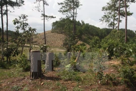 Finland helps Vietnam build forest management database